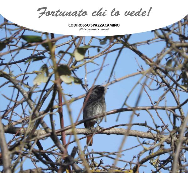 Codirosso spazzacamino