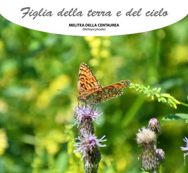 Melitea della centaurea